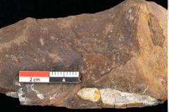 Foto (Detailsansicht) von Quercus palaeoilex Ettingshausen (NHMW-GEO-2024-0188-0805)